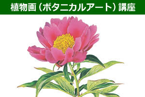 【植物画講座】画材一式付きで美しい植物画を描けるようになる！講座イメージ