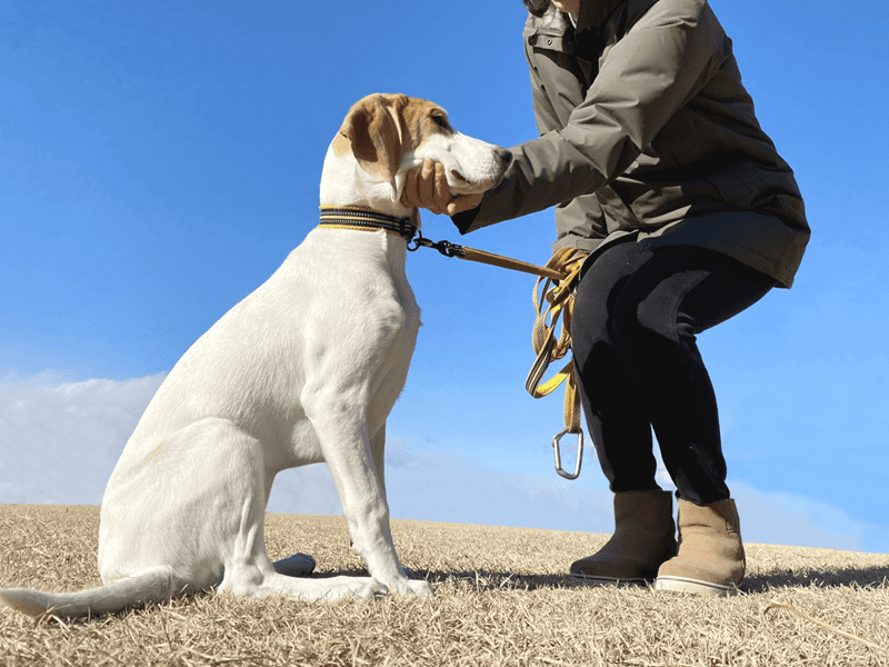 人間と犬